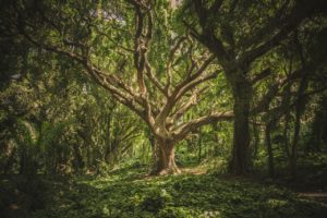 wunderschöner (Mutter-)Baum?