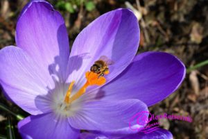 Biene auf Krokus