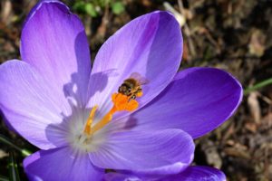 Biene auf Krokus