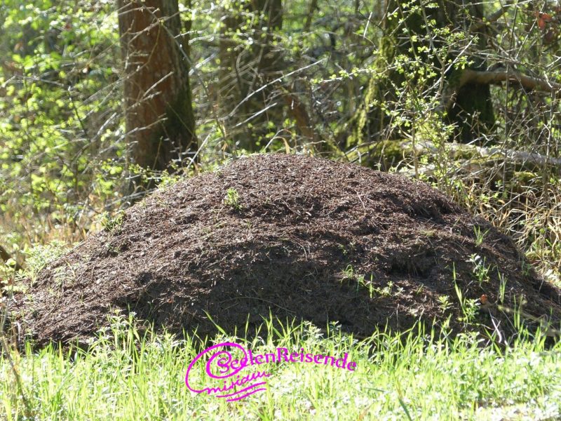 Ameisenhügel im Wald